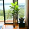 7ft Banana Tree in Black Pot with 36 Silk Leaves, Floral Home by Artificial Flowers